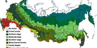 Russische Wald anzeigen